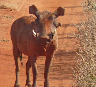 Warzenschwein