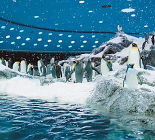 Pinguinario