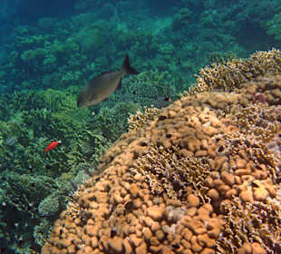 Fische im Hausriff Tulip Resort