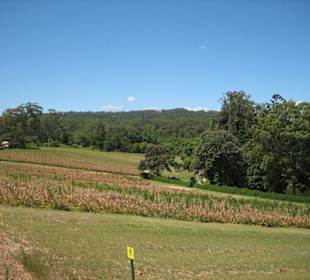 Fahrt über die Plantage