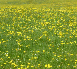 Eindrücke unserer Wanderung am Pfänder