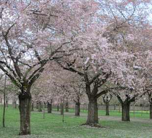 Kirschblüte Schwetzingen