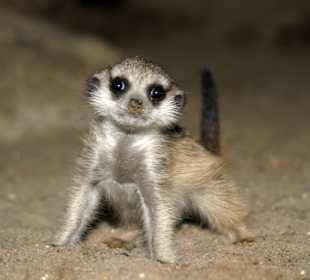 Erdmännchenbaby