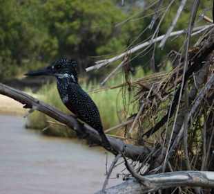 Krüger Nationalpark