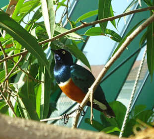Bunter Vogel im Tropenhaus