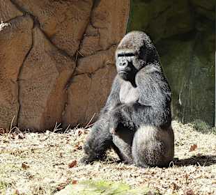 Menschaffen ziemlich nah dran...