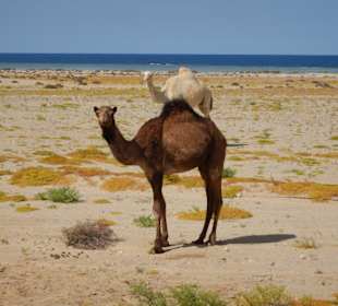 Wilde Kamele auf dem Rückweg 