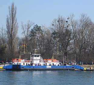 Die Rheinfähre Leimersheim