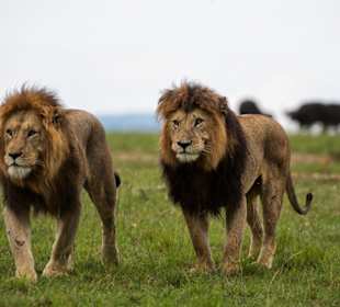 Naboisho Camp - Pirschfahrt - Löwen