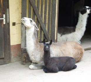Nachwuchs bei den Lamas