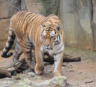 Schöner Tiger im Zoo Leipzig