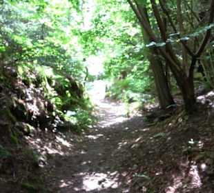 Wanderweg - Alter Steinbruch Pfaffenberg Runde