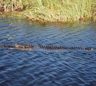 Everglades