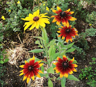 Wandern Peilstein im Mühlviertel