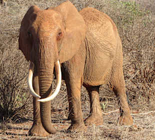 Safari mit African Bush and Beach Adventures