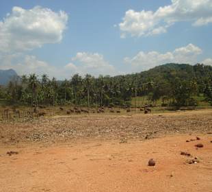 Können sich hier einigermaßen frei bewegen!