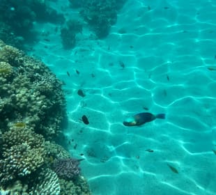 Schnorcheln Makadi Bay