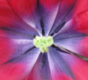 Tulpe als Kunstobjekt