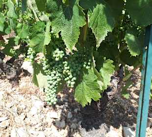 Stadtrundgang La Cadière d'Azur