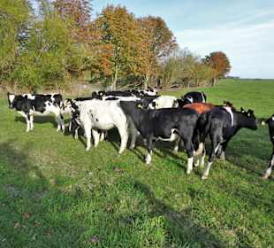 Impressionen von der Weserinsel Harriersand