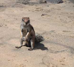 Streifenhörnchen auf dem Weg nach Jandia