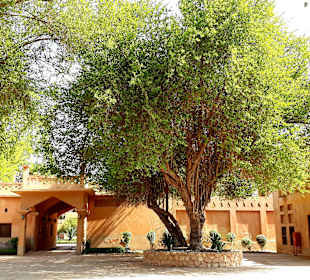 Al Ain Palace Museum