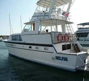 Boot zum Delphinschwimmen