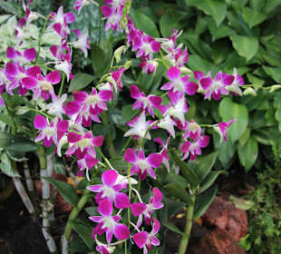 Orchideengarten