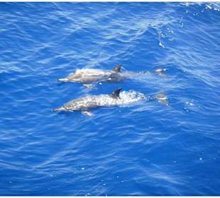 Hurghada Delfinschwimmen und Delfintouren