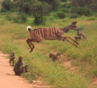 Ein junger Kudu