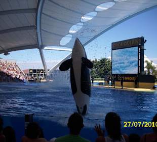 Orca im Loro Parque