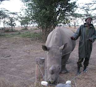 Max, das "zahme" Nashorn