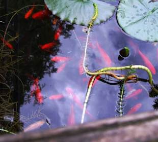 Goldfische im Teich