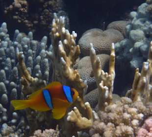 Anemonen-Fisch