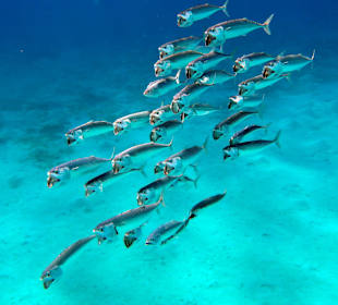 Schnorcheln Abu Dabbab