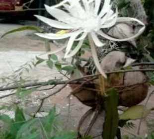 "Königin der Nacht" 