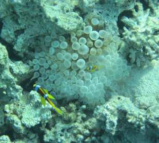 Живые пузырьки