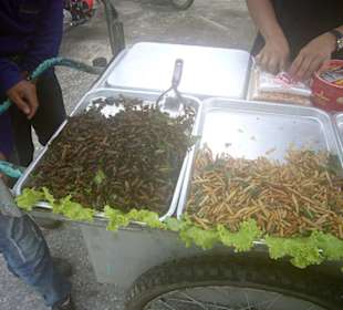 Mehlwürmer und Käferchen