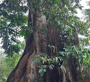 Parque Natural Obô do Príncipe