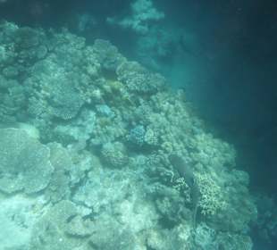 Weißspitzen-Riffhai