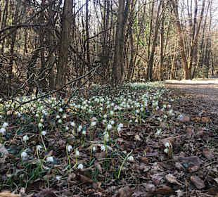 Das Frühlingstal bedeckt mit Märzenbechern