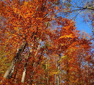 Blick auf den Wienerwald