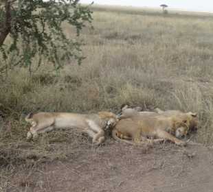 Gemütlich am Straßenrand