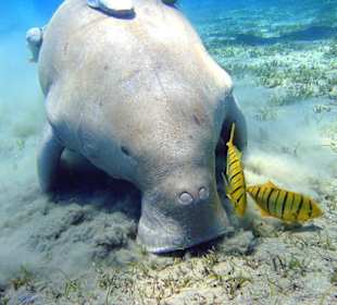 Dugong Abu Dabab