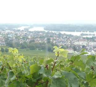 Wanderung Geisenheim