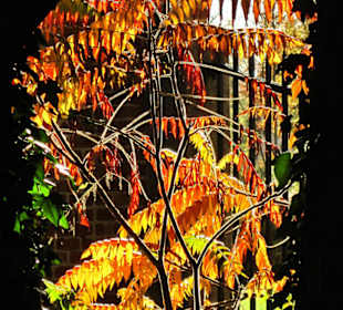 Парк Замка Ойтин.Золотая осень.