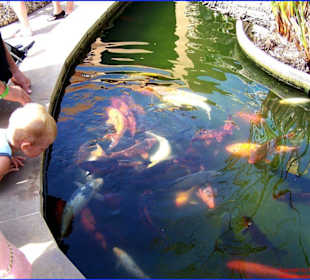 Koi-Karpfen-Teich in bunt