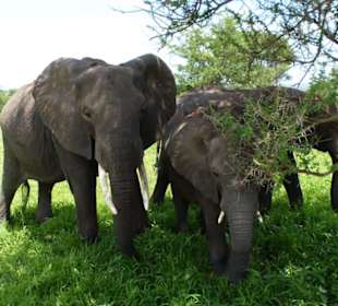 Elephant in Tarangire