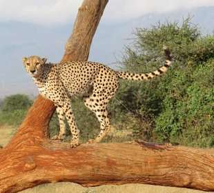 Gepard