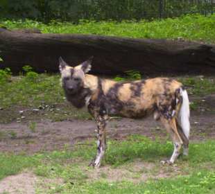 Berliner Zoo